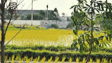 Imágenes-En-Cámara-Lenta-De-Arrozales-Asia-Bali