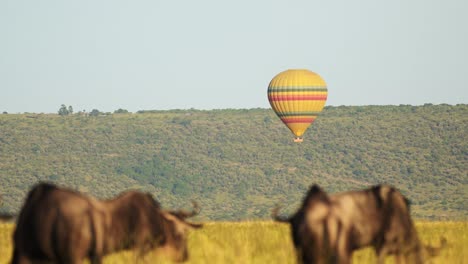 masai mara hot air balloon flight ride in africa, flying over wildlife and safari animals with wildebeest on the savanna and plains at sunrise, unique amazing travel experience in kenya, maasai mara