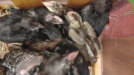 close up of young chickens gathering themselves to warm up