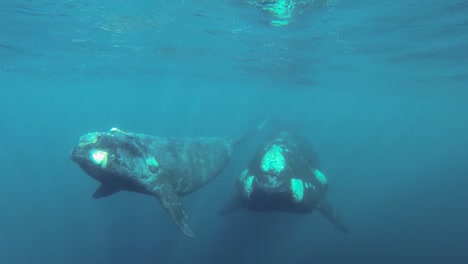 mother and calf of southern right whales swimming together underwater shot sixty fps