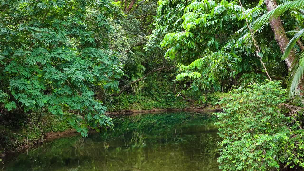 Aerial footage of a tranquil rainforest stream surrounded by dense greenery in Port Douglas, Queensland. Soft natural lighting enhances the vibrant foliage