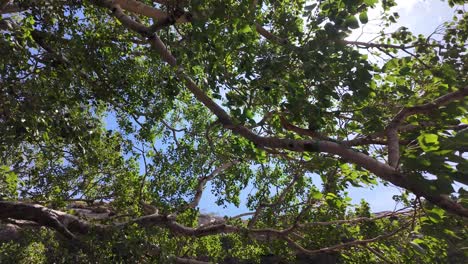 bright sunlight illuminates green leaves and branches, creating a serene and optimistic atmosphere.