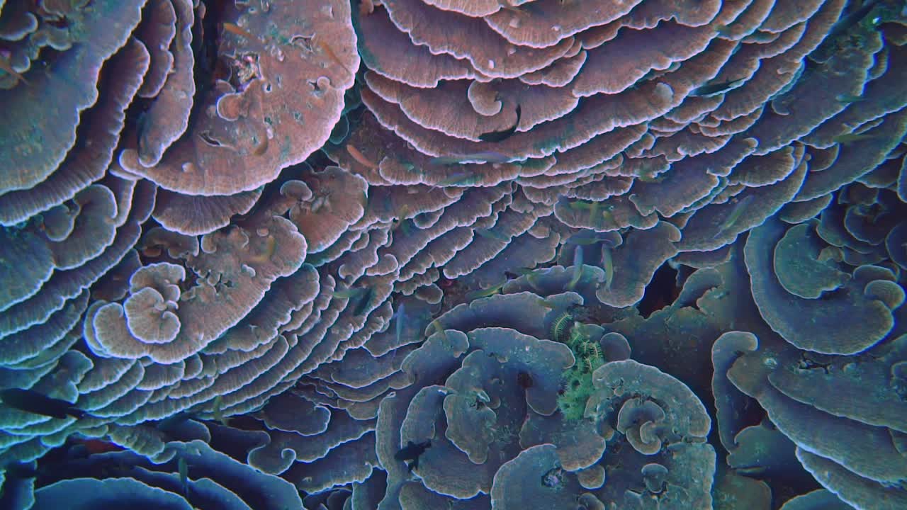 la cámara comienza desde un saludable jardín de coral y recorre el agua.