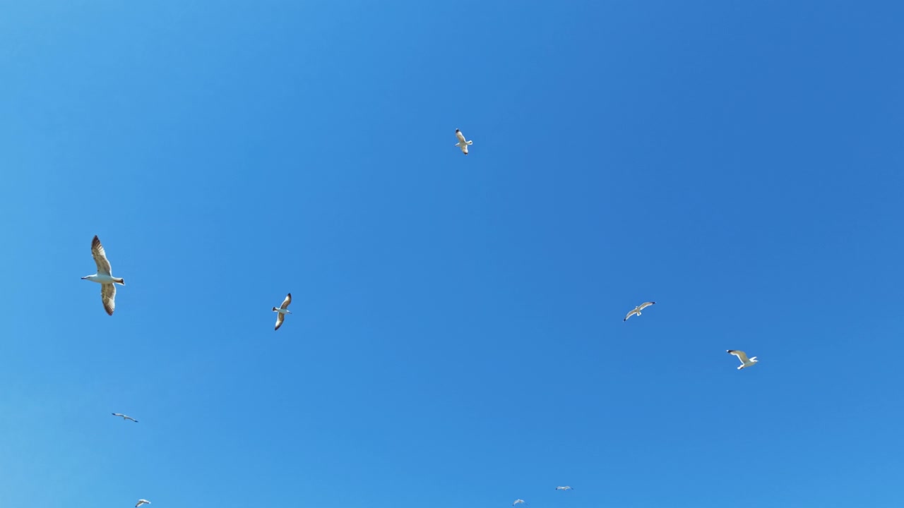 Birds fly high in a clear blue sky during the daytime above the ocean on a sunny day near the coast