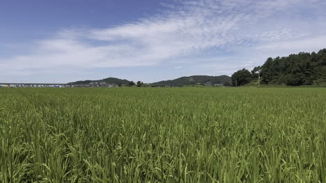 rural landscape of rice farming area of korea. track-in with low flying