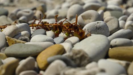 Große-Wespe,-Die-Faule-Trauben-Frisst,-Die-Auf-Kieselsteinen-Des-Strandes-übrig-Geblieben-Sind