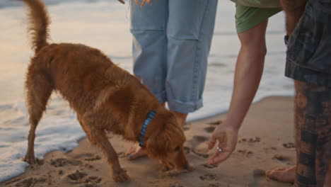 couple and dog at the beach