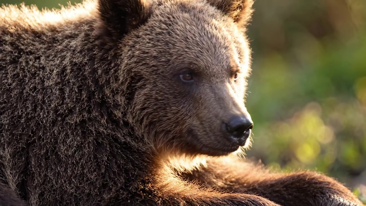 Orso maestoso che riposa nella luce dorata, catturato in un sereno ambiente naturale, mostrando intricate texture di pelliccia e tratti espressivi, evocando un senso di bellezza selvaggia.