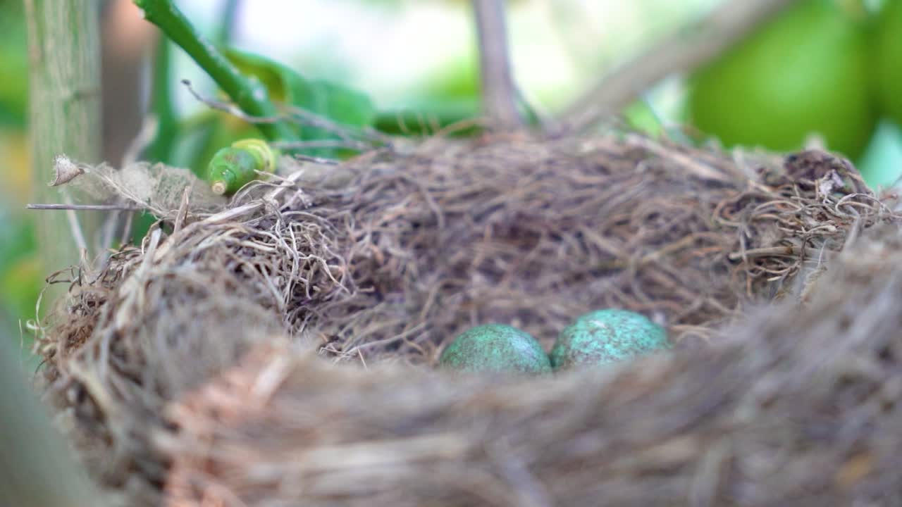 The common blackbird Turdus merula blue colored eggs in a nest
