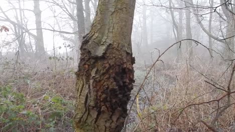 Peaceful-bare-woodland-forest-trees-in-dense-thick-misty-magical-atmospheric-fog