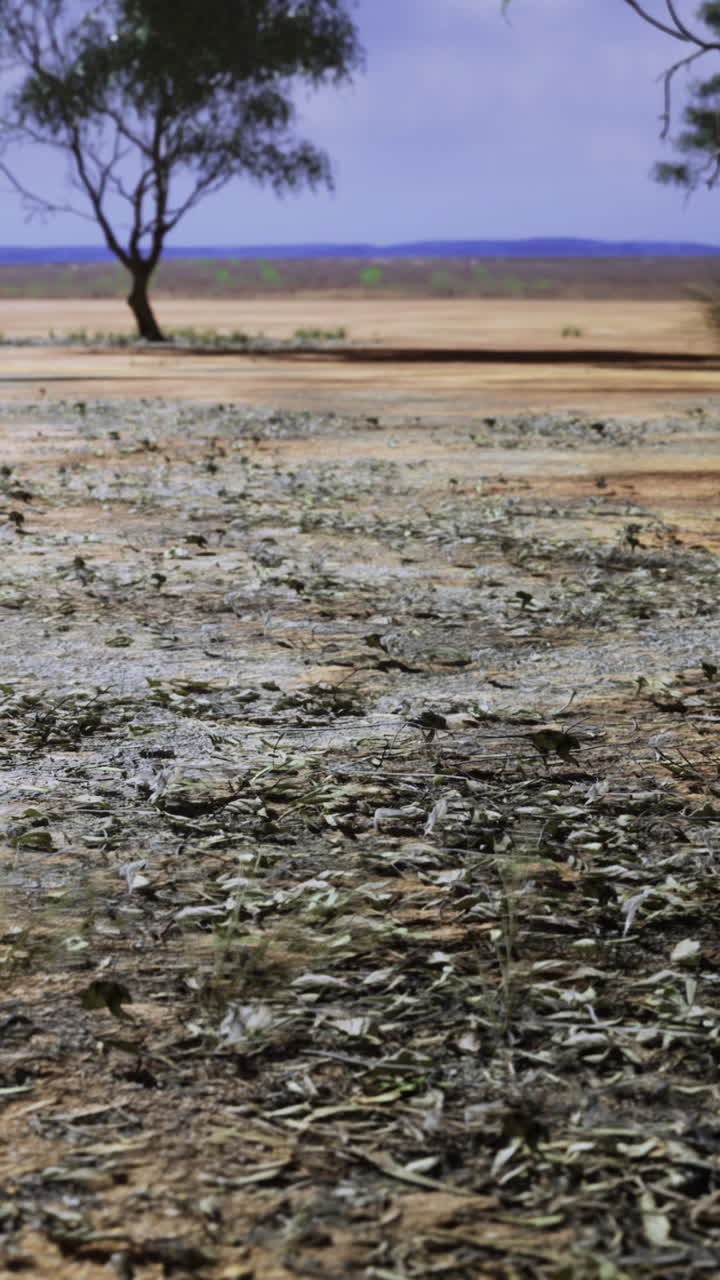 Terreno arido con detriti vegetali sparsi e pochi alberi sotto un cielo blu