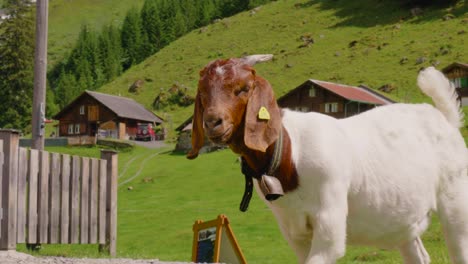 An-Intimate-encounter-with-a-curious-Boer-Goat-around-Stäubifall-waterfall