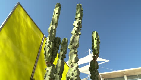 cactus de tubo de órgano en el centro de artes de mesa en arizona