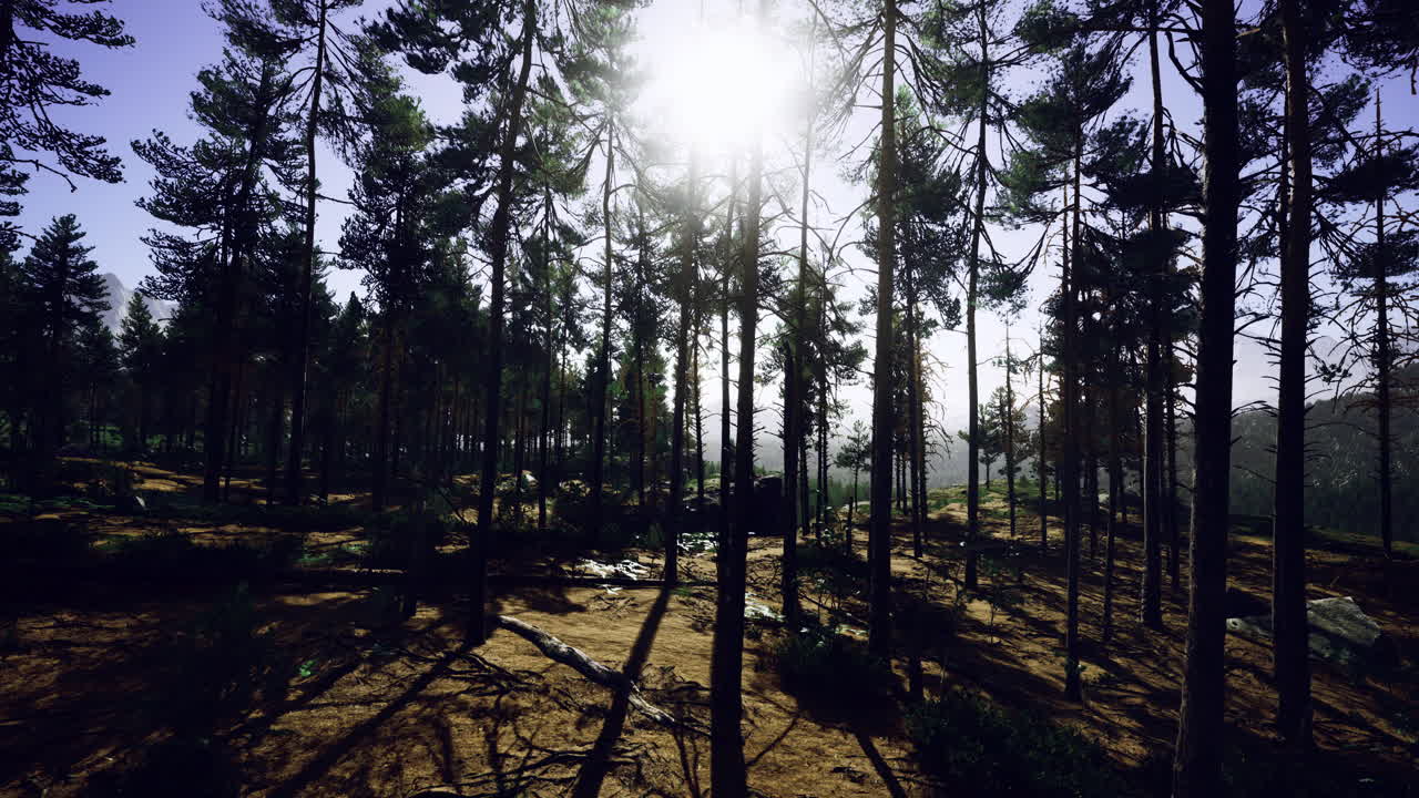 La luce solare filtra attraverso gli alberi densi in un paesaggio forestale sereno