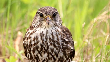 close up of a merlin resting on a long grass field