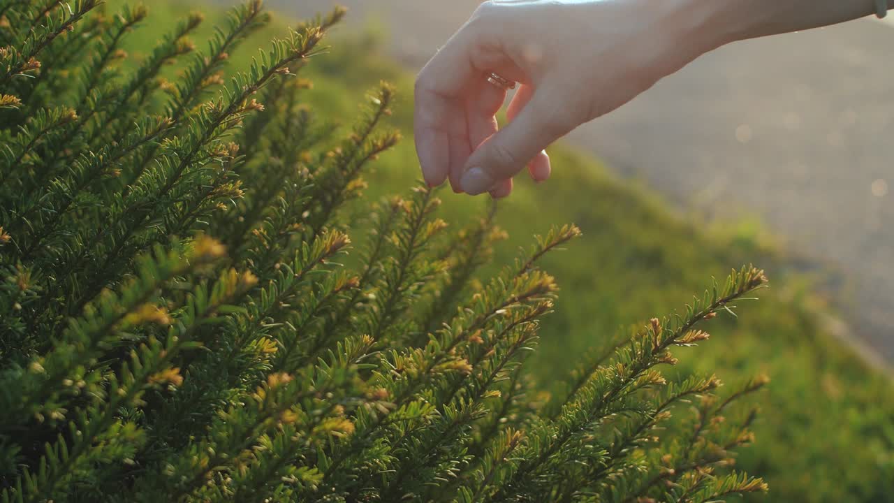 수 에 있는 아름다운 초록색 풀 을 만지는 여자 의 손