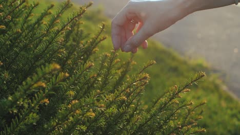 female hand touching beautiful green grass on suset