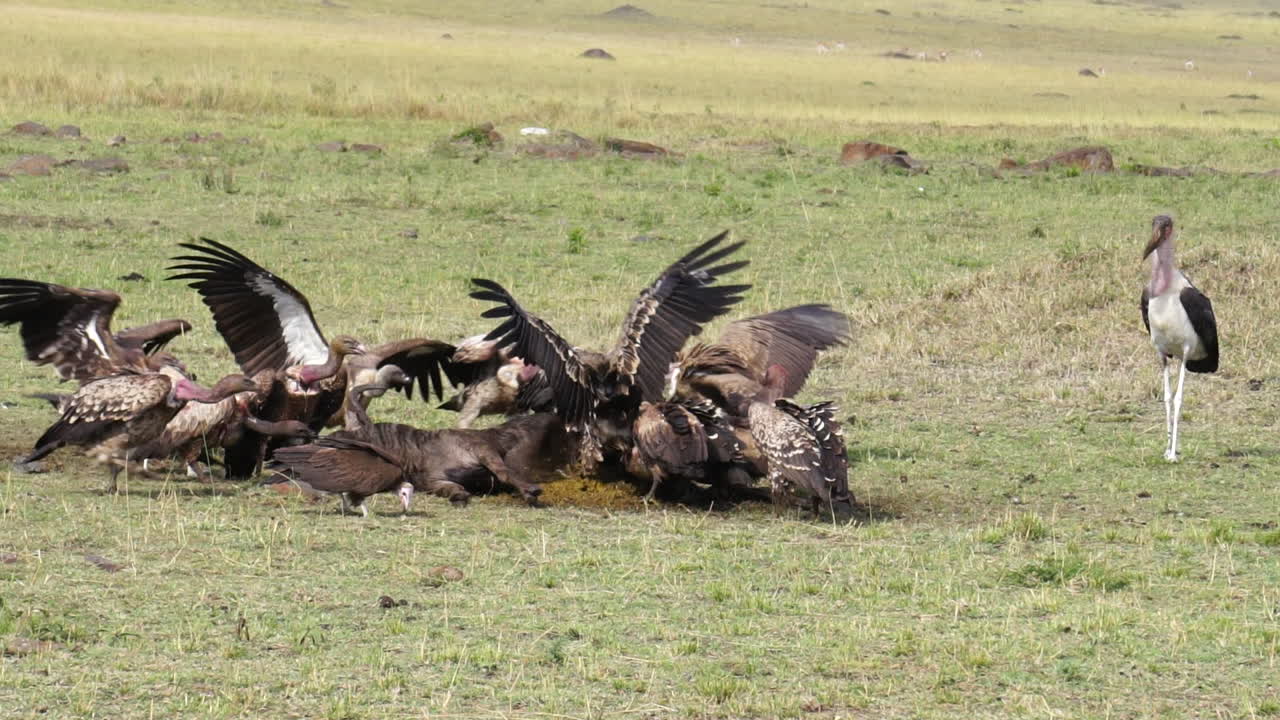 cámara lenta de buitres comiendo cadáveres en masai mara, kenia, áfrica