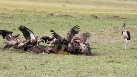 Zeitlupe-Von-Geiern,-Die-An-Kadavern-In-Masai-Mara,-Kenia,-Afrika-Fressen