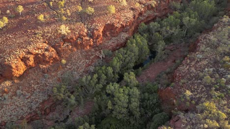 Aerial-tilt-down-shot-of-red-cliffs-with-growing-trees-in-the-Valley-of-Karijini-Area,-Western-Australia