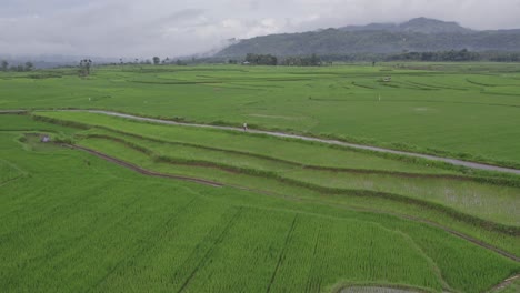 Farmer-walking-on-road-between-rice-paddies-on-a-cloudy-day-Indonesia,-aerial