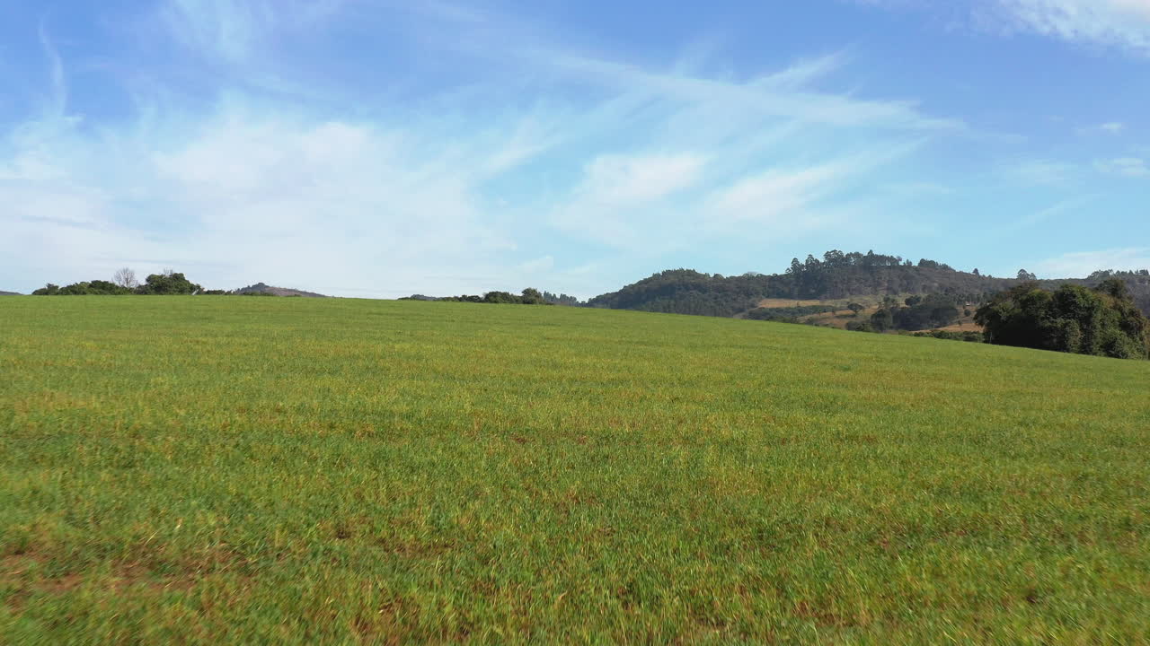 campos de cultivo verdes con hierba verde y cielo azul