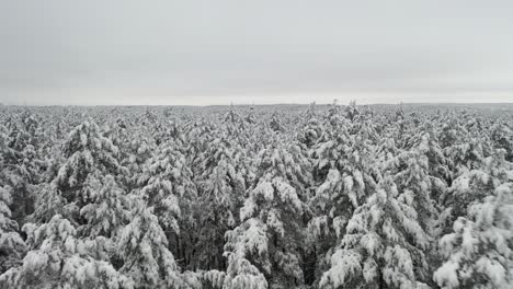 AERIAL:-Flying-Low-Over-Frozen-and-Snowy-Forest-in-Winter