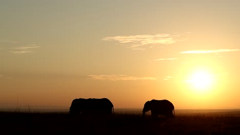 elephants in africa's sunrise at masai mara national reserve