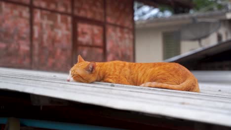 cute and peaceful orange stray cat sleeping on roof