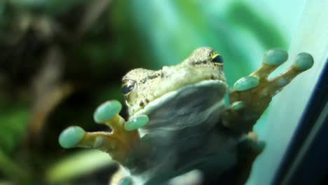 itapotihyla langsdorffii o rana arbórea ocelada, que se encuentra en el bioma del bosque atlántico de brasil