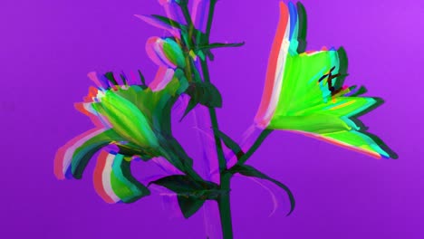 lilly4 amarillo