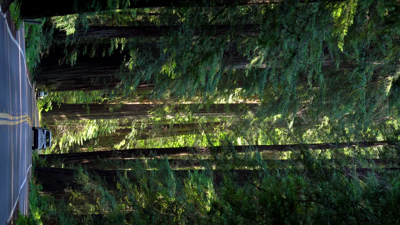 훔볼트 주립 공원의 자이언츠 로드를 주행하는 자동차의 수직 영상