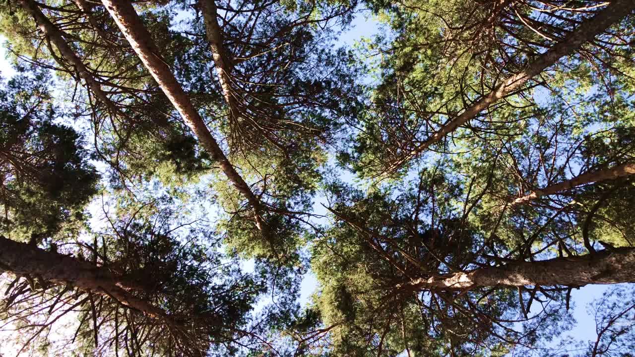 Trees from below