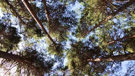 trees from below