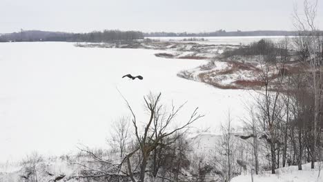 flying with bald eagle super slow motion winter