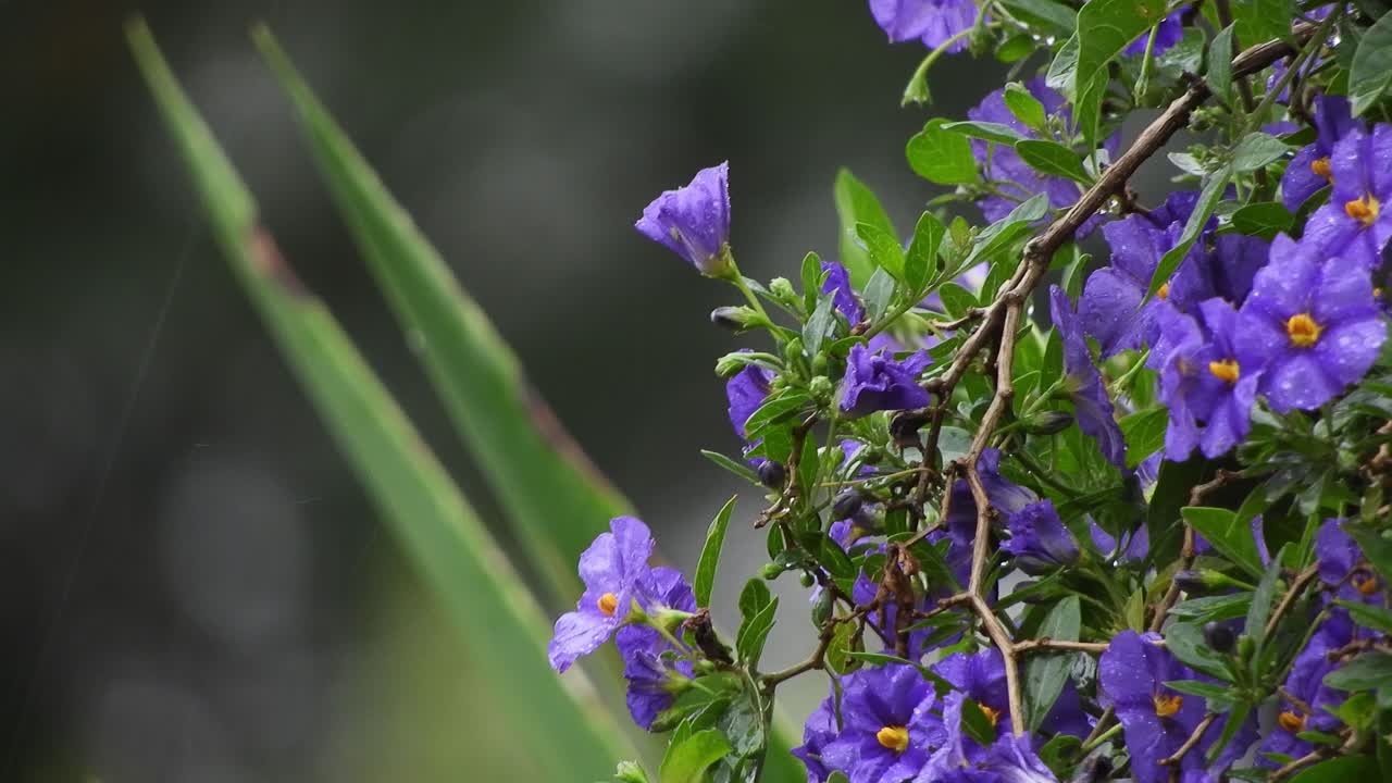 hermosas flores violetas y violetas profundas con hojas de color verde esmeralda y gotas de lluvia durante un día lluvioso