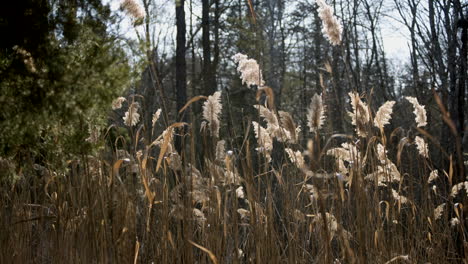 this is a quick clip of tall weeds dancing in the wind