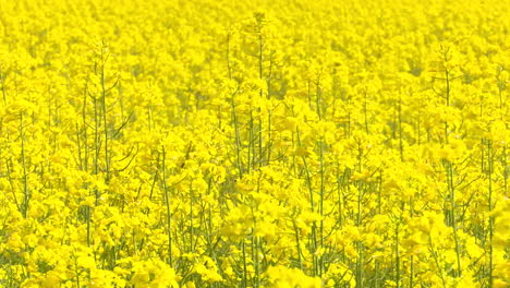 a golden rapeseed field