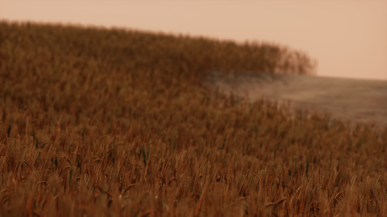 Gold Wheat Field at Sunset Landscape