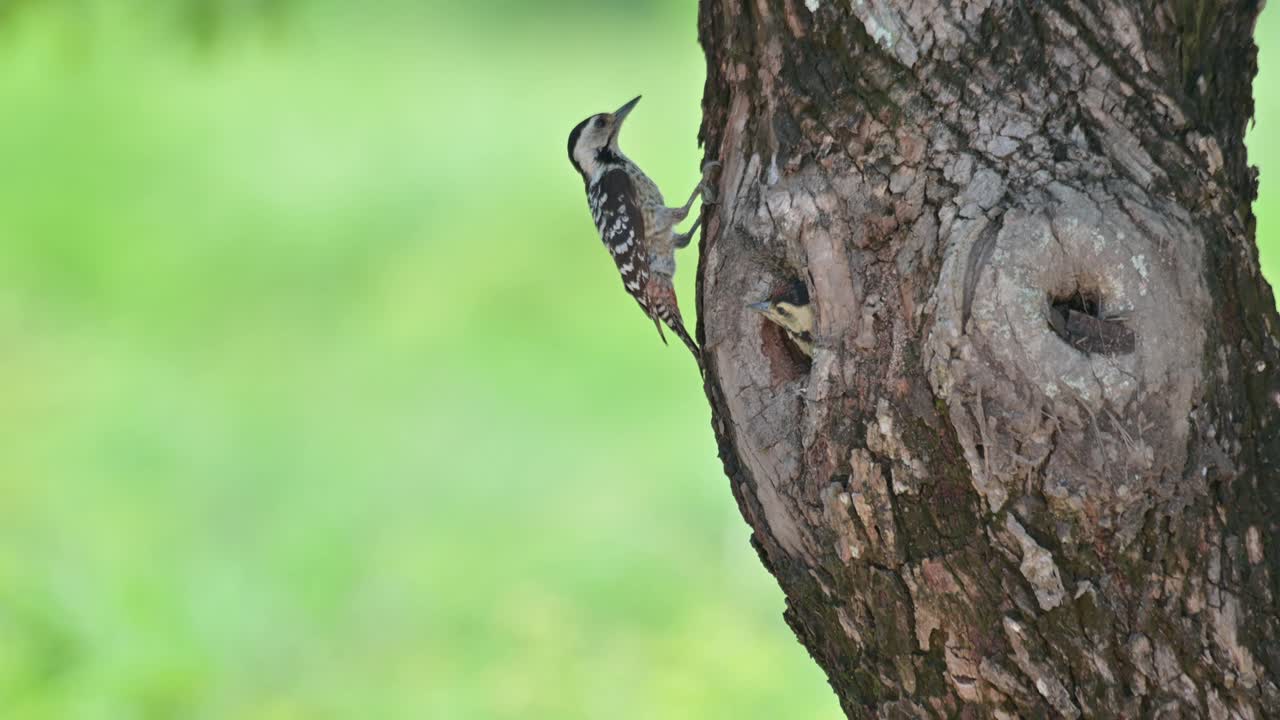 un pájaro madre llega chirriando y llamando a su bebé y luego entrega la comida y las hojas, pico de pecho manchado dendropicos poecilolaemus, tailandia