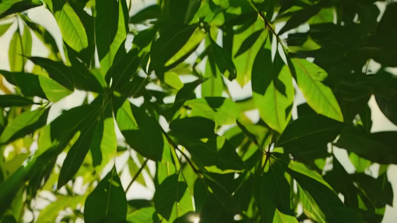 A serene video of sunlight filtering through lush green leaves, captured from a low angle
