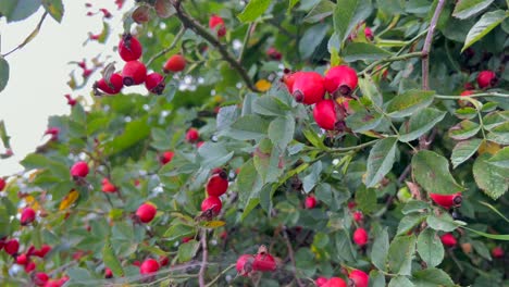 closeup of rosehip berries or rosehip rosa pendulina formerly also alpine rosehip closeup of rosehip berries or rosehip rosa pendulina formerly also alpine rosehip a species of dicotyledonous flowering plants belonging to the rosehip genus of the rosaceae family