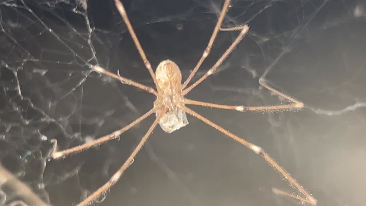 Close Up Of A Spider Hanging On A Spiderweb Moving Its Legs At Night.