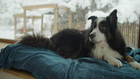 Medium-close-up-shot-of-a-dog-lying-on-his-blanket-near-the-window