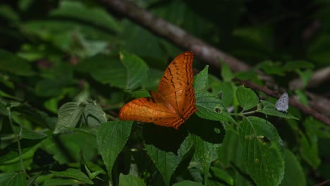 Thai-Cruiser,-Vindula-erota,-perched-on-a-plant-during-a-sunny-day-and-another-one-arrives-while-others-are-flying-around