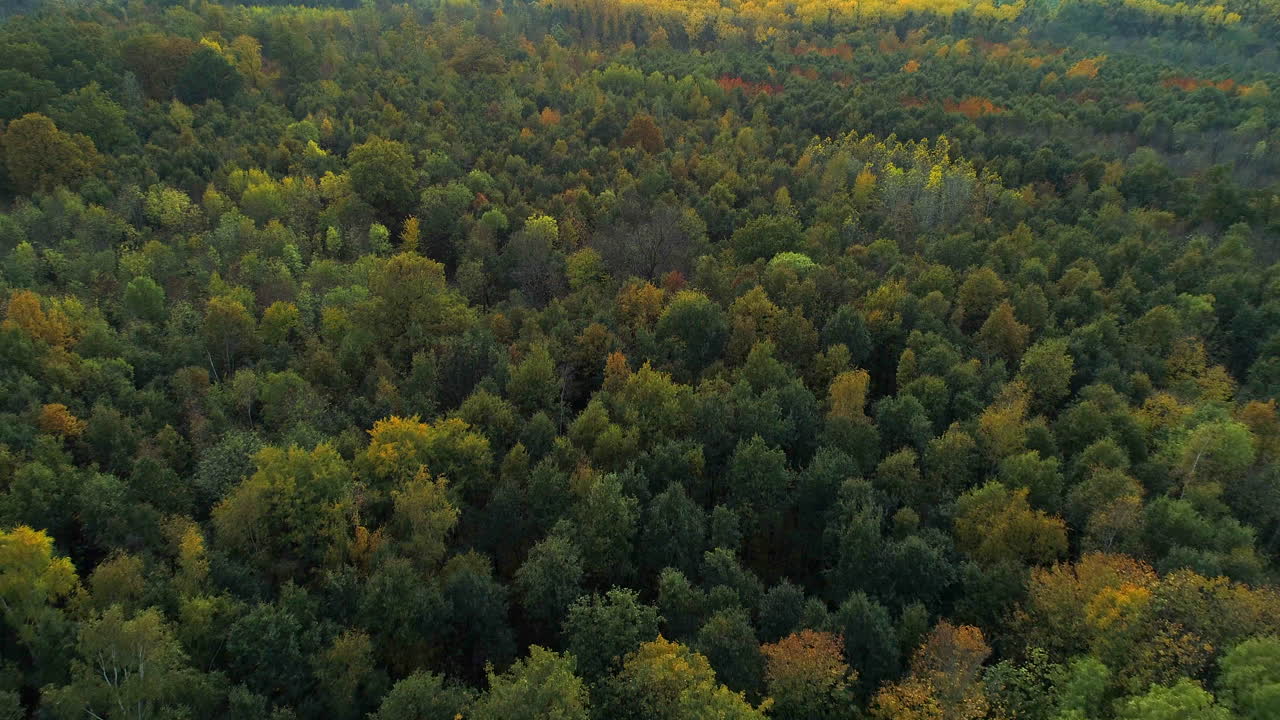 AERIAL: Flying over a forest in the fall