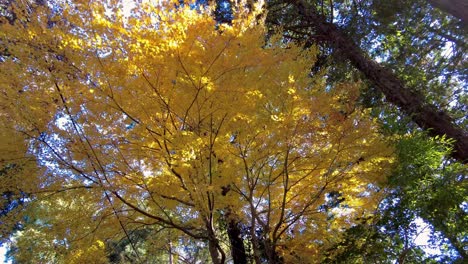 Excursión-De-Un-Día-Al-Monte-Takao:-Explora-La-Montaña-Favorita-De-Tokio