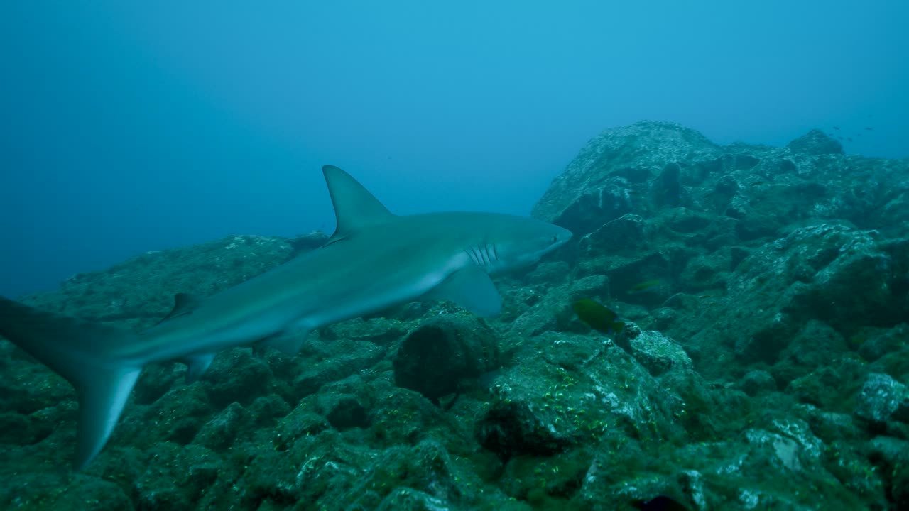 cruceros de tiburones de arrecife grises a lo largo del fondo bentónico cubierto de algas bajo el agua
