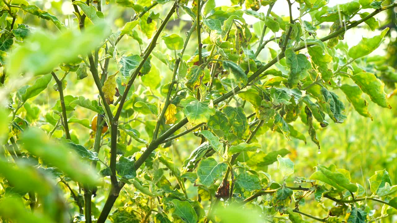 봄 물이 떨어지는 신선한 농장 녹색 식물 채소