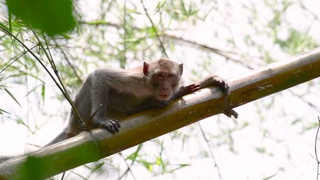 los macacos de cola larga son los monos más fáciles de encontrar en tailandia, ya que están presentes en complejos de templos, parques nacionales e incluso pueblos y ciudades
